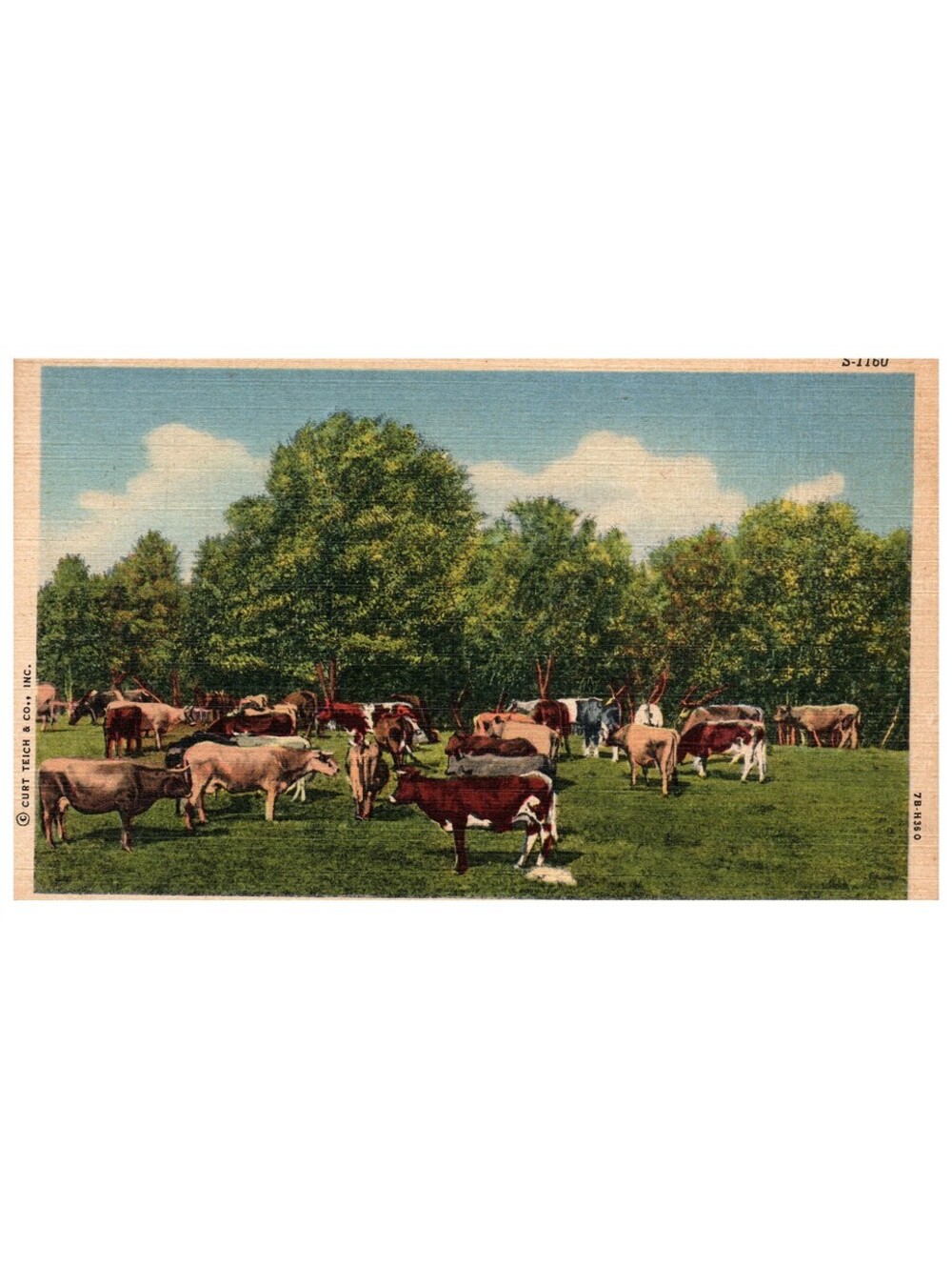 Vintage Linen Postcard 1952 Greetings From Jefferson Iowa Cow Herd